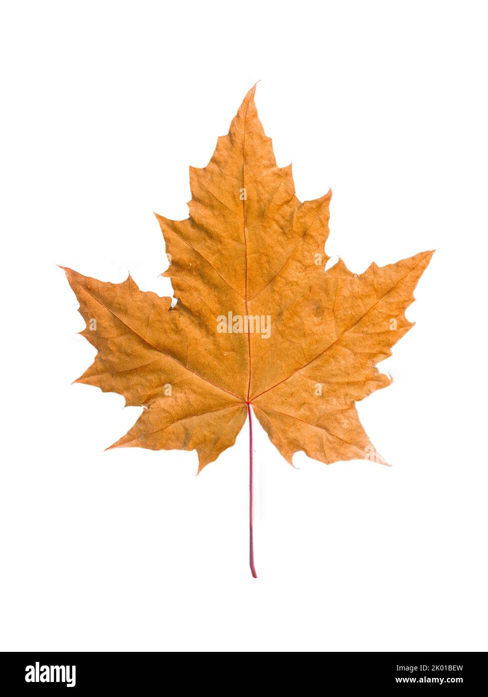 single isolated golden maple leaf Stock Photo