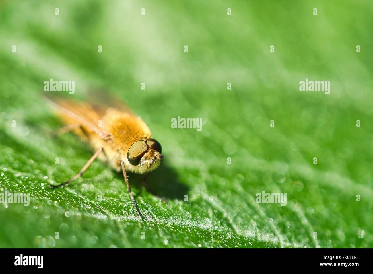 Hair rings fly on a green leaf. Sunshine on the insect. Macro shot of small animals Stock Photo