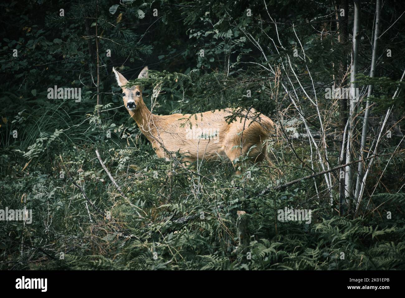 Deer In A Clearing In Front Of The Forest Looking At The Viewer deer-in-a-clearing-in-front-of-the-forest-looking-at-the-viewer