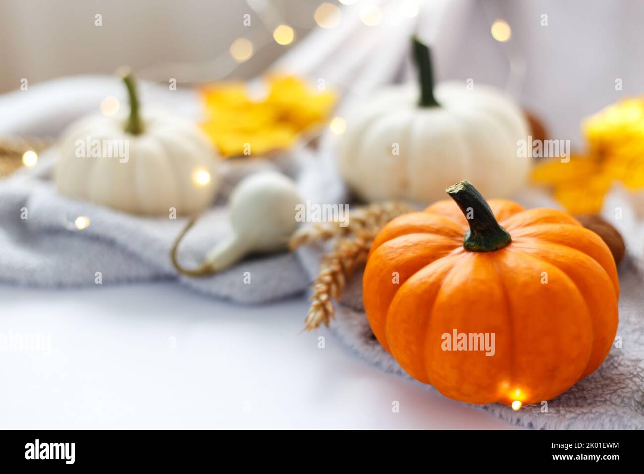 Orange and white decorative pumpkins, selective focus Stock Photo