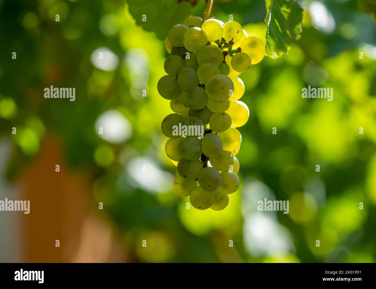 fresh white wine in the garden Stock Photo