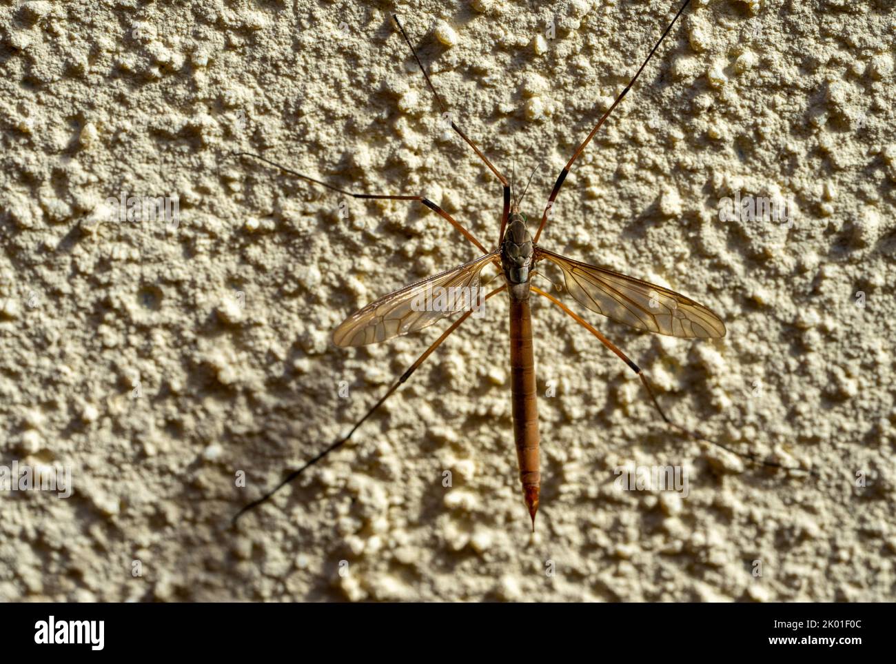 Cranky mosquito on a wall Stock Photo