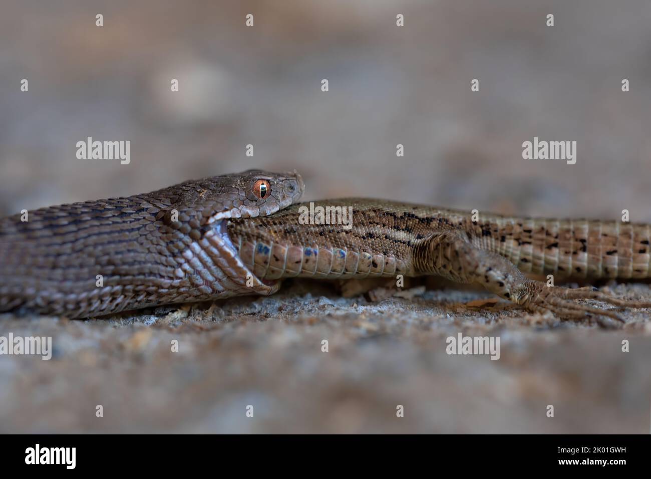 close-up of seoane's viper eating a lizard. living nature. extraordinary scene. copy space. amazing capture Stock Photo