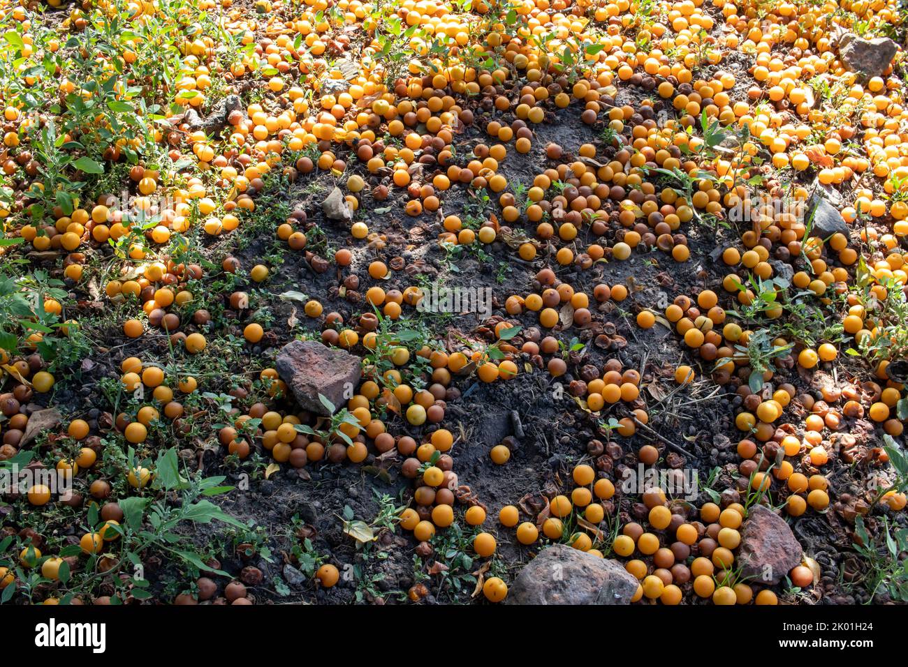 Overripe rotten yellow plum fruits on the ground under tree in the garden. Summer, autumn, fall harvesting season. Composting, recycling, zero waste e Stock Photo