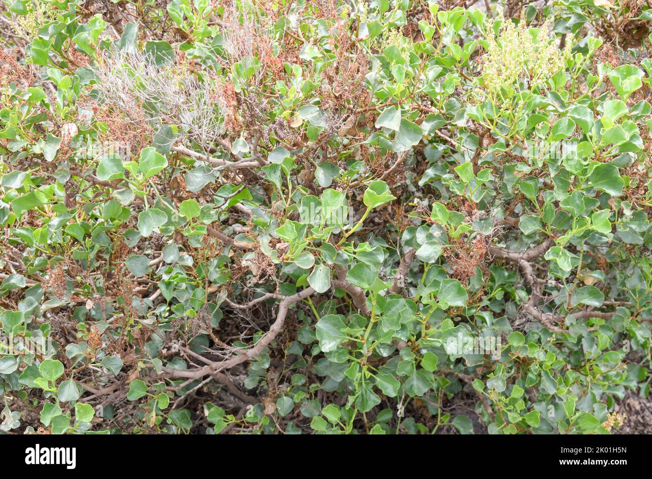 Specimen of Rumex lunaria growing among the lava of the island of Lanzarote Stock Photo