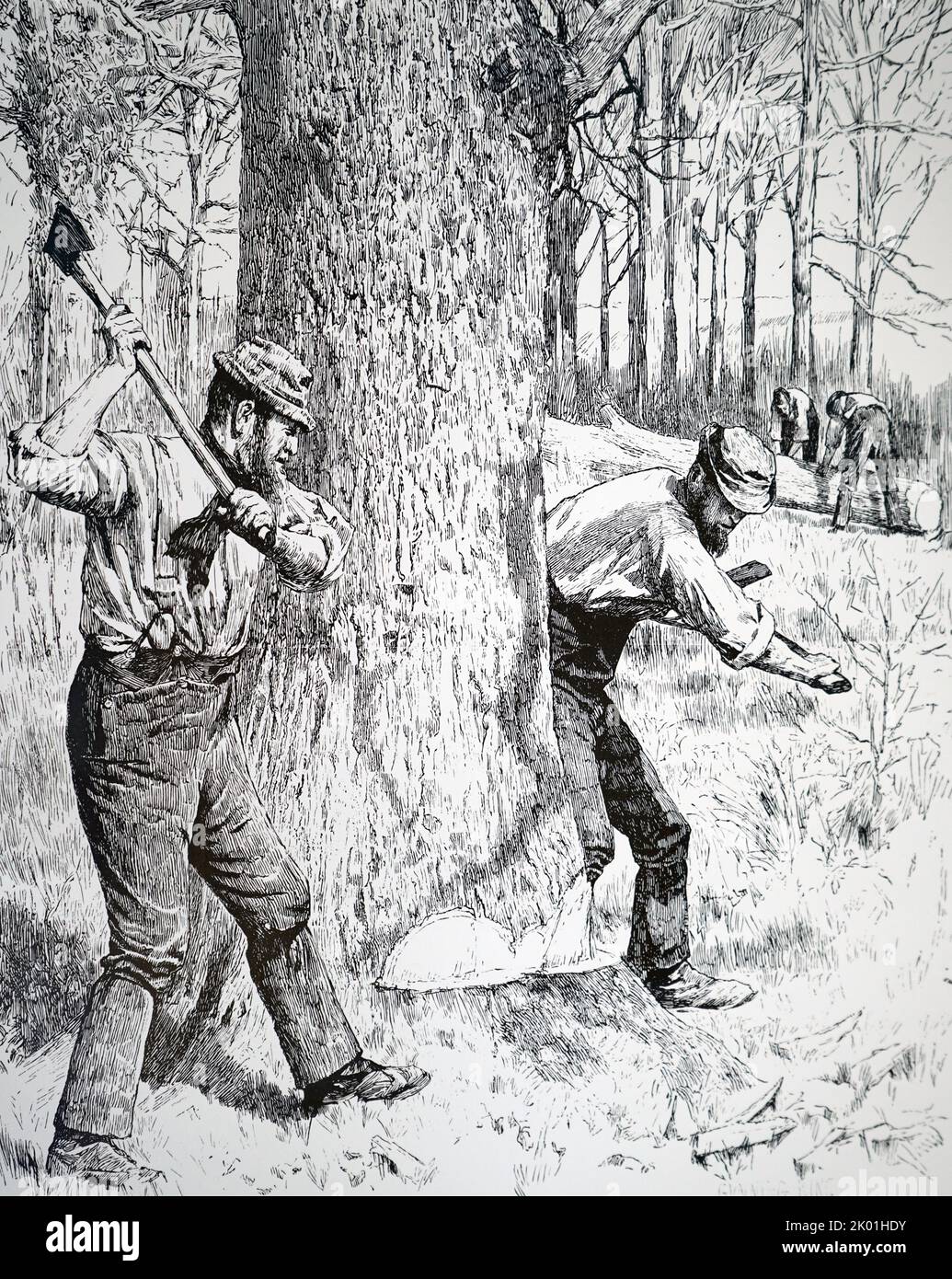 Oak trees being felled for the bark harvest (Kent and Surrey). Bark was stripped from the branches and trunk, mixed with copperas (ferrous sulphate) and used as a black textile dye. It was also used for tanning leather. Illustration by Gunning King (1859-1940). From the Illustrated London News, 29 May, 1886. Stock Photo