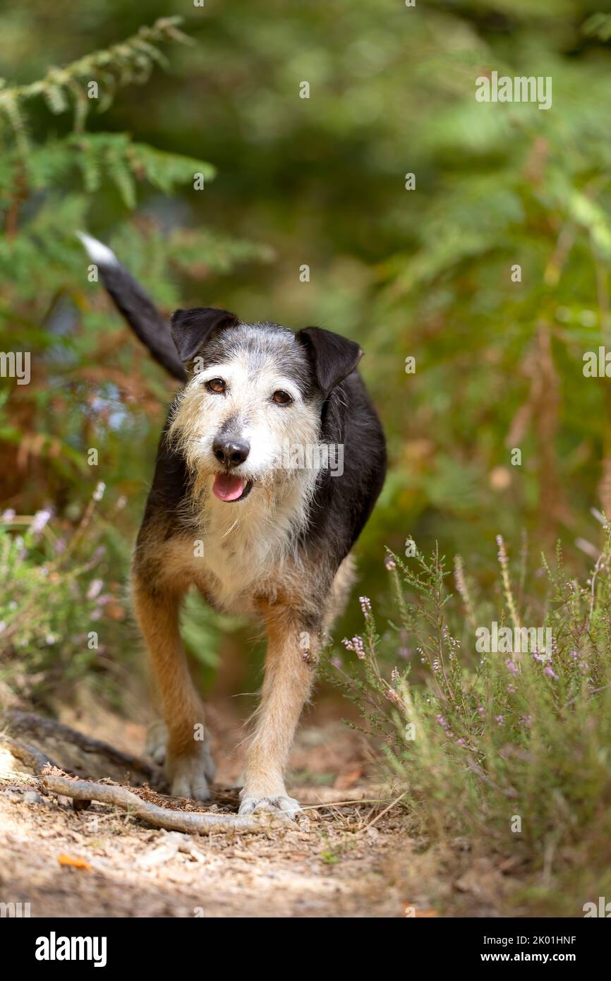 old black dog running towards camera smiling and happy on his bush walk on sunny day. animal portrait with copy space Stock Photo