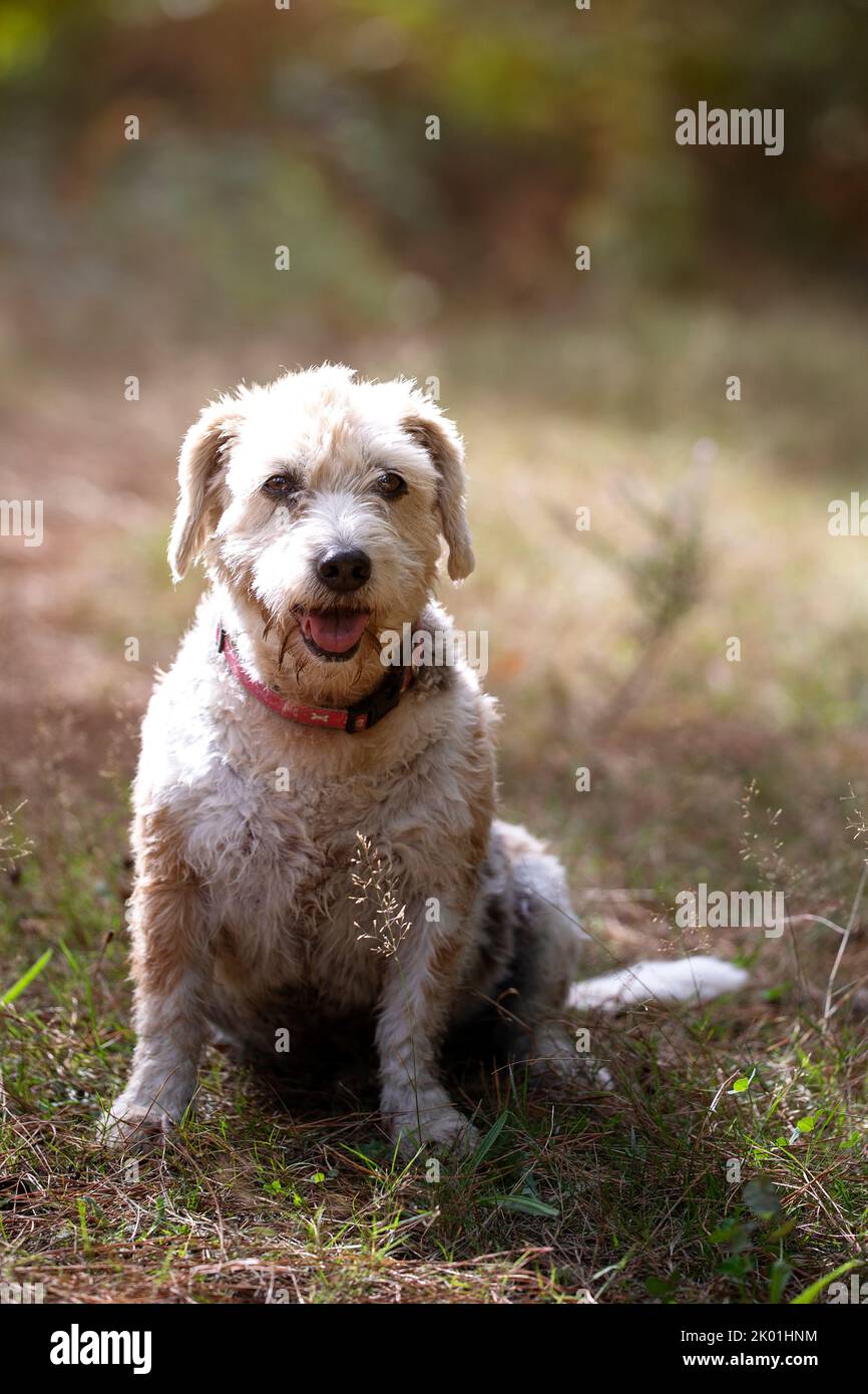 Westie beagle hot sale cross