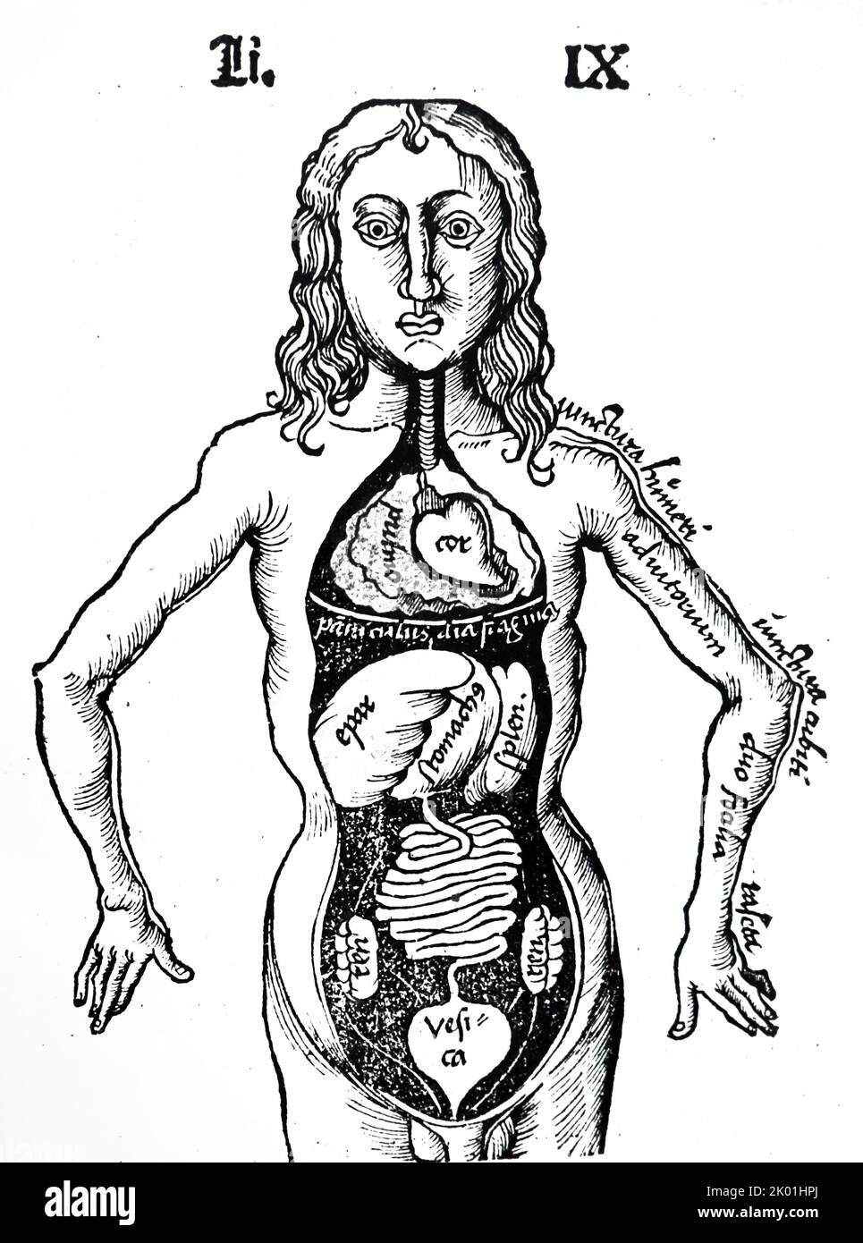 Body cavity showing viscera. From Gregor Reisch Margarita Philisophica, Basle, 1508. Stock Photo