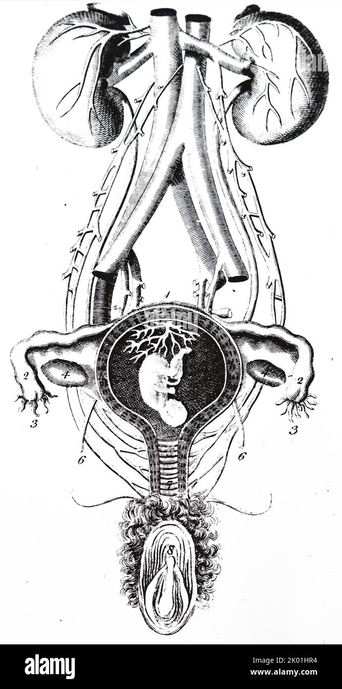 Female organs. From Encyclopaedia Londinensis, volume 1, London, nd c1800. Stock Photo