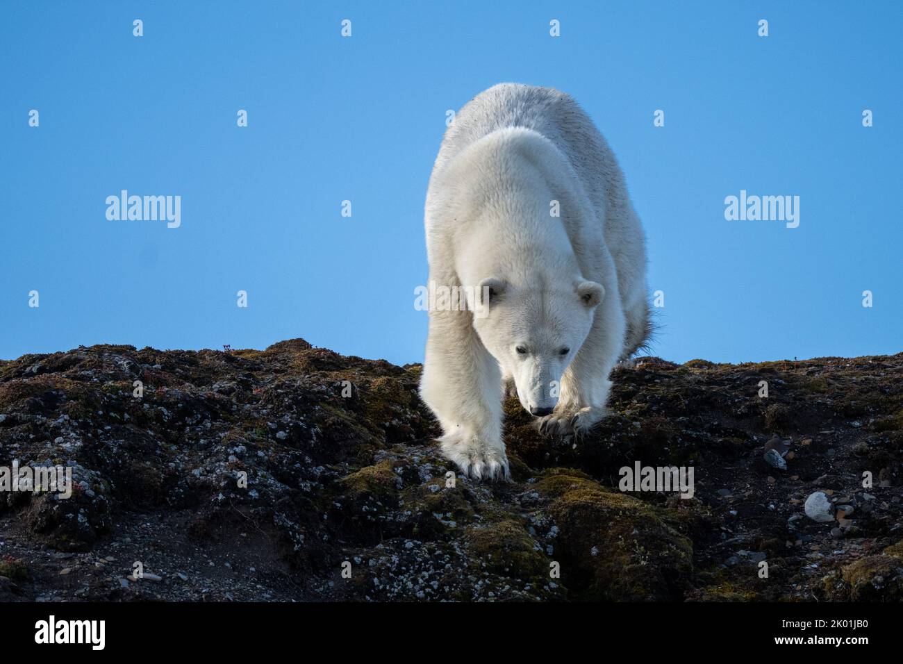 Polar bear (Ursus maritimus) in Spitsbergen Stock Photo