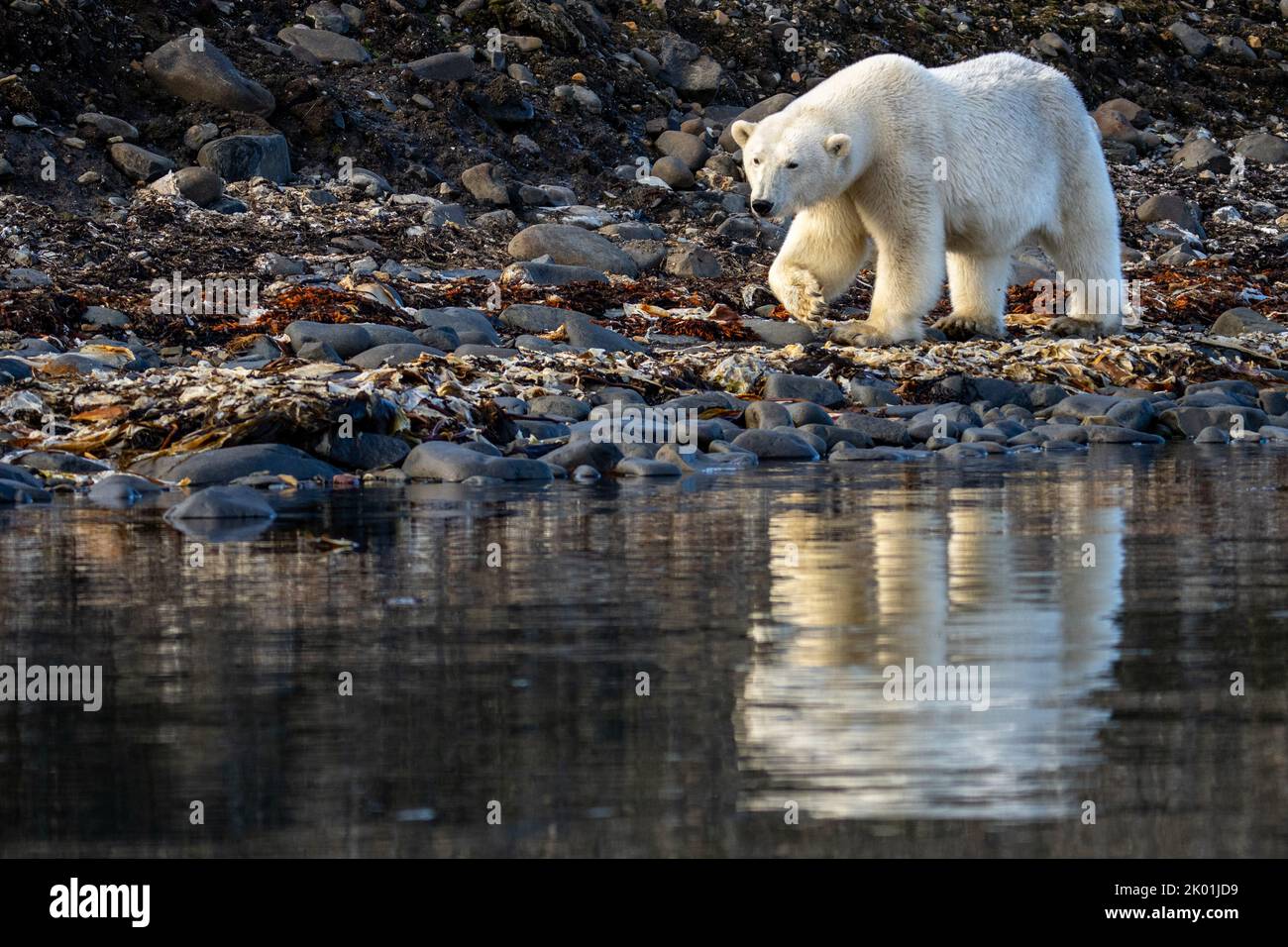 Polar bear (Ursus maritimus) in Spitsbergen Stock Photo