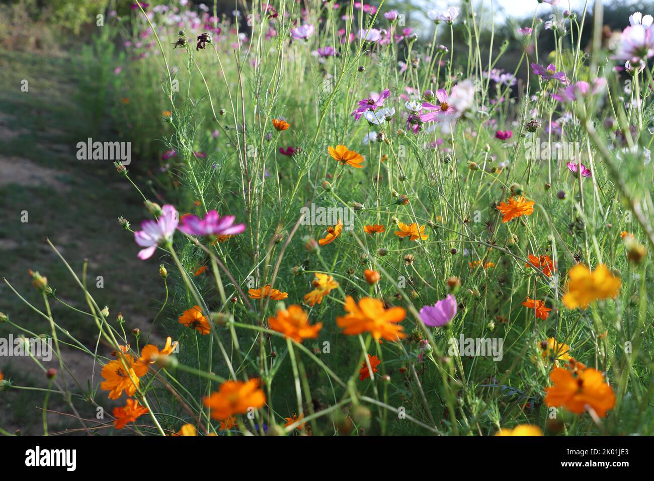 Cosmos flowers in a French garden Stock Photo Alamy