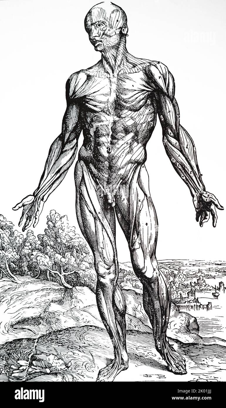 Third Plate of the Muscles. From Andreas Vesalius De Humani Corporis Fabrica, Basel, 1543. Stock Photo