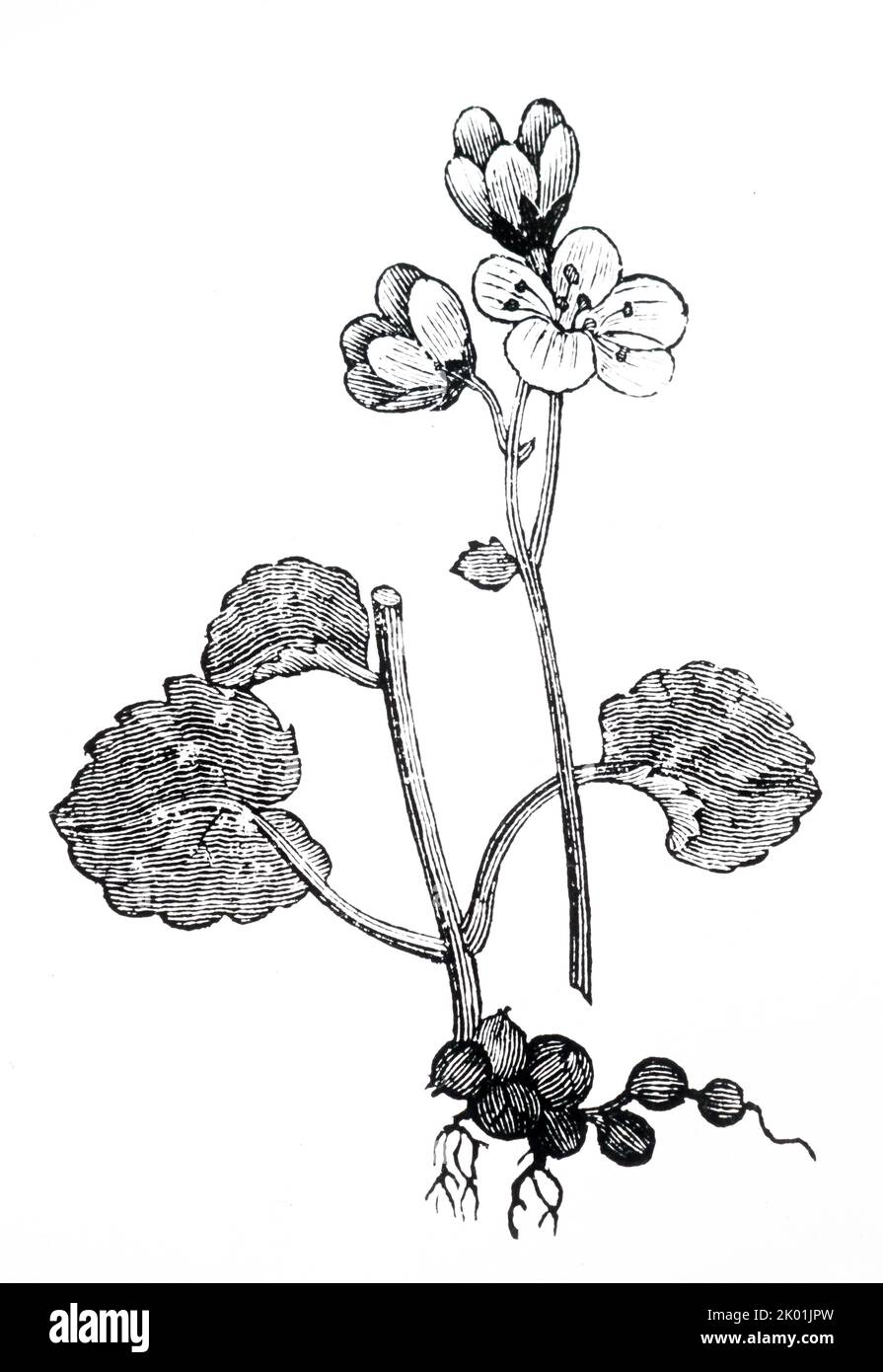 Saxifraga granulata. Used to treat kidney stones because of the appearance of the roots. Stock Photo