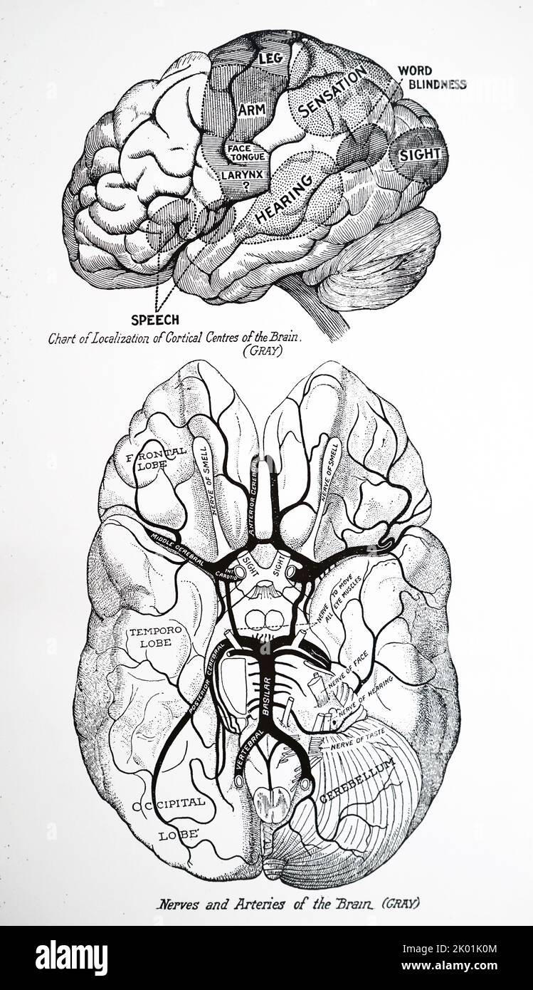 Human brain. Chart of localisation of cortical centres. 20th century. Stock Photo