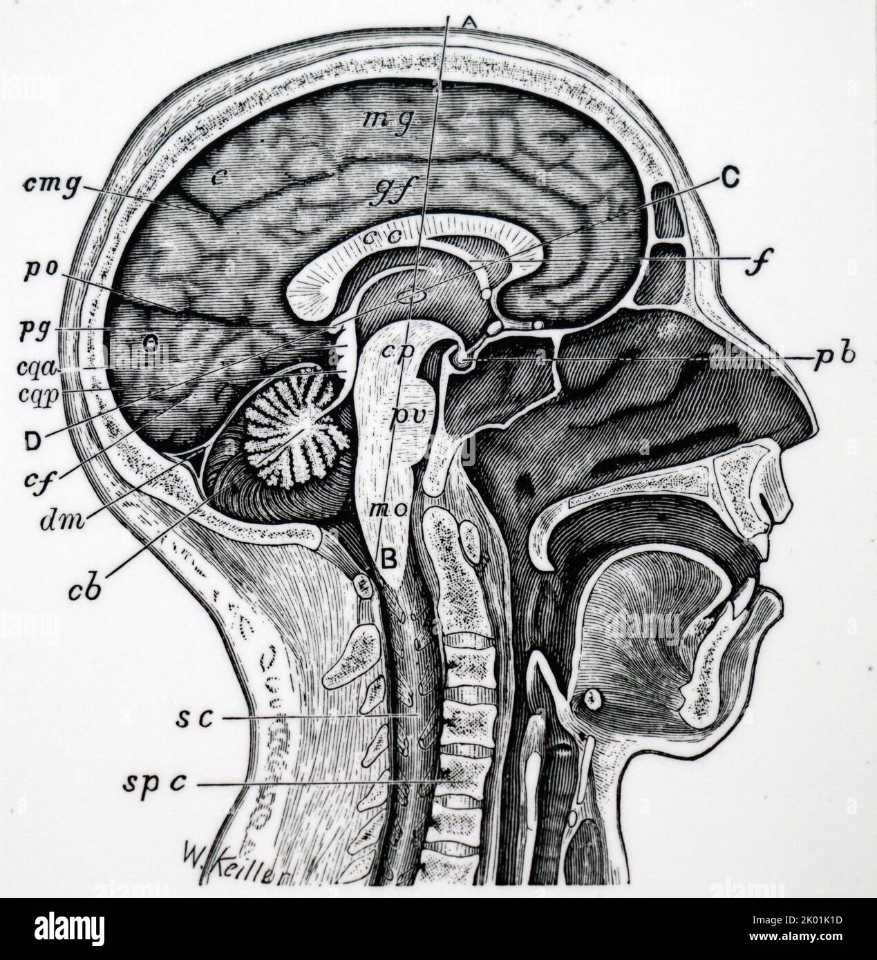Longitudinal section of human head and neck. Stock Photo