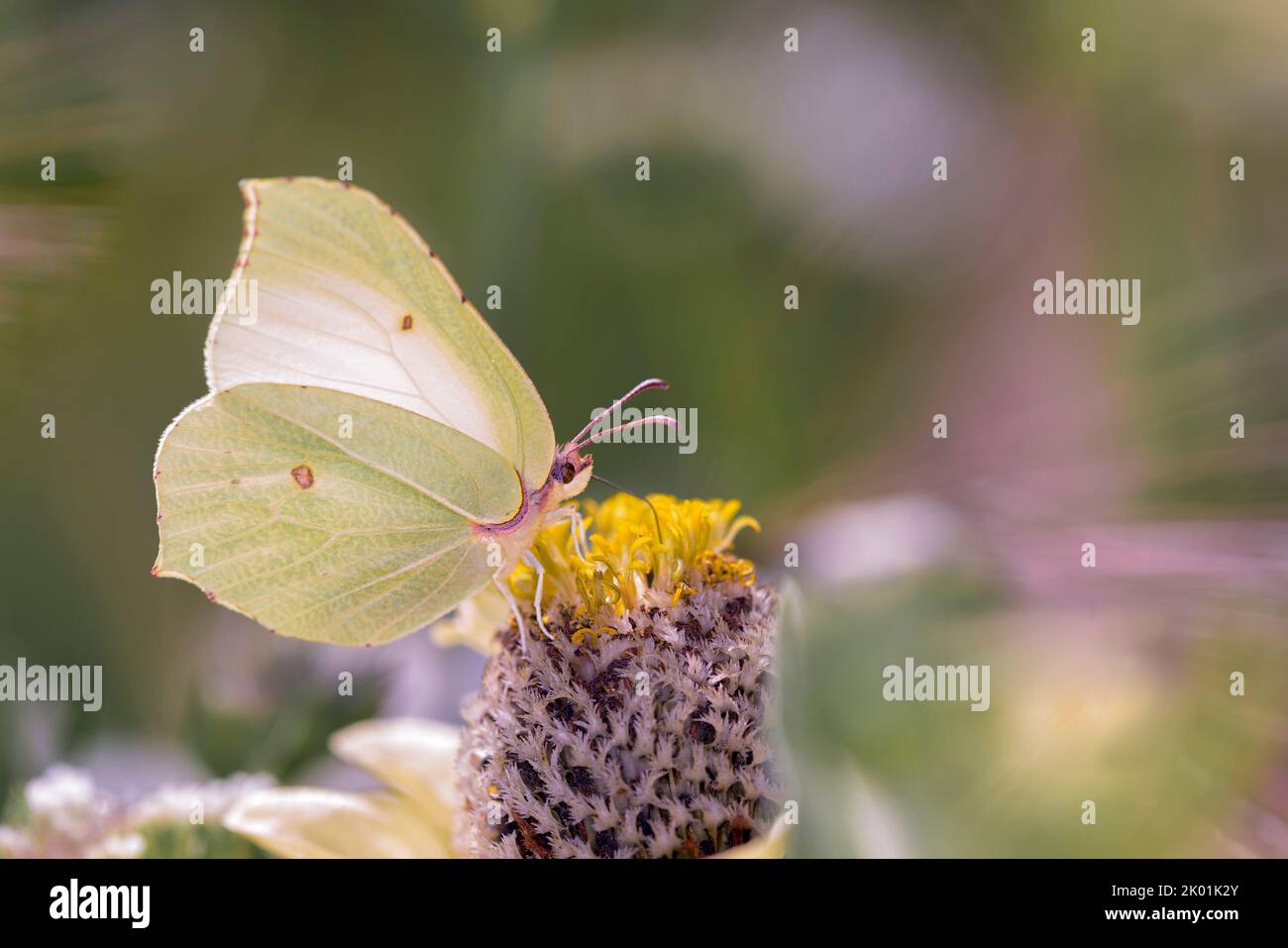 Common brimstone butterfly - Gonepteryx rhamni sucks nectar with its trunk from the blossom of the common zinnia or elegant zinnia - Zinnia elegans Stock Photo