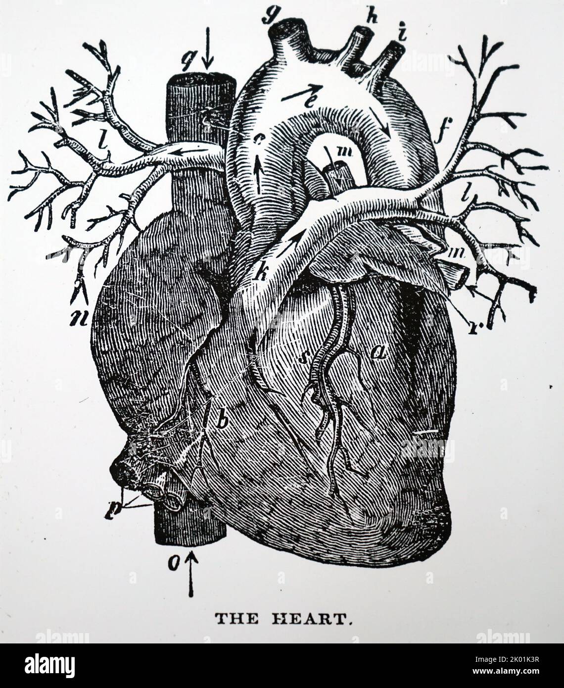 Human heart diagram hi-res stock photography and images - Alamy