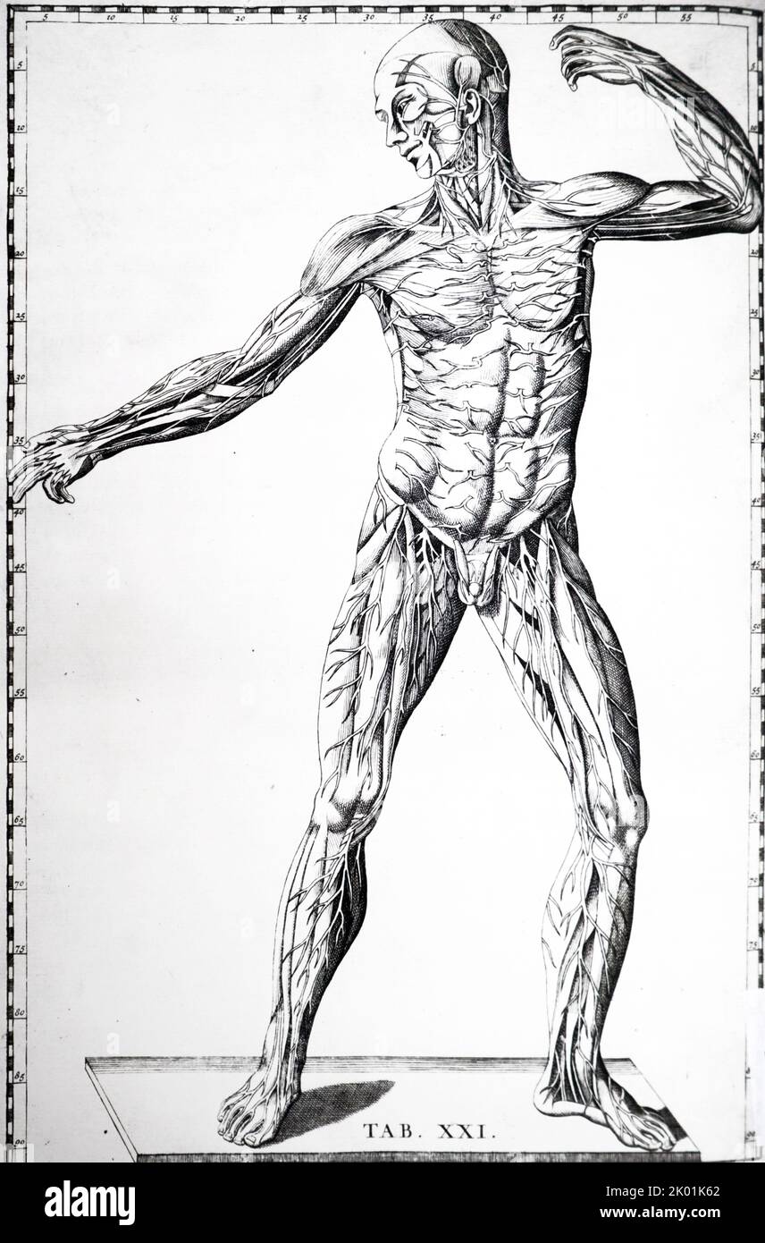Plate 21. Vivendos praebet nervos, qui a musculis egressi per succutaneas partes ludunt. From Bartolemmeo Eustachi Tabulae Anatomicae, Amsterdam 1722. Stock Photo