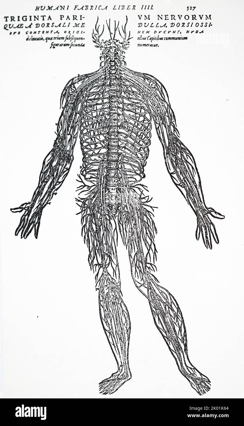 The nervous system. From Andreas Vesalius De Humani Corporis Fabrica, Basel, 1543. Stock Photo