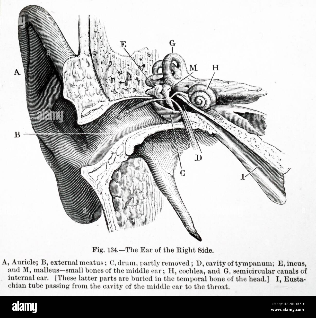 Sectional View Of The Human Ear Stock Photo Alamy sectional-view-of-the-human-ear-stock-photo-alamy