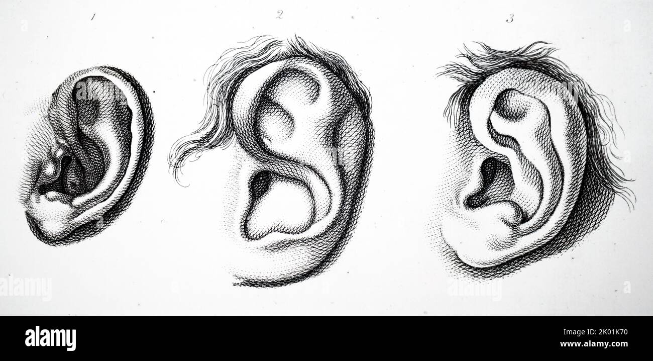 Outer ear. From JC Lavater Essays in Physiognomy, London, 1789-98. Stock Photo
