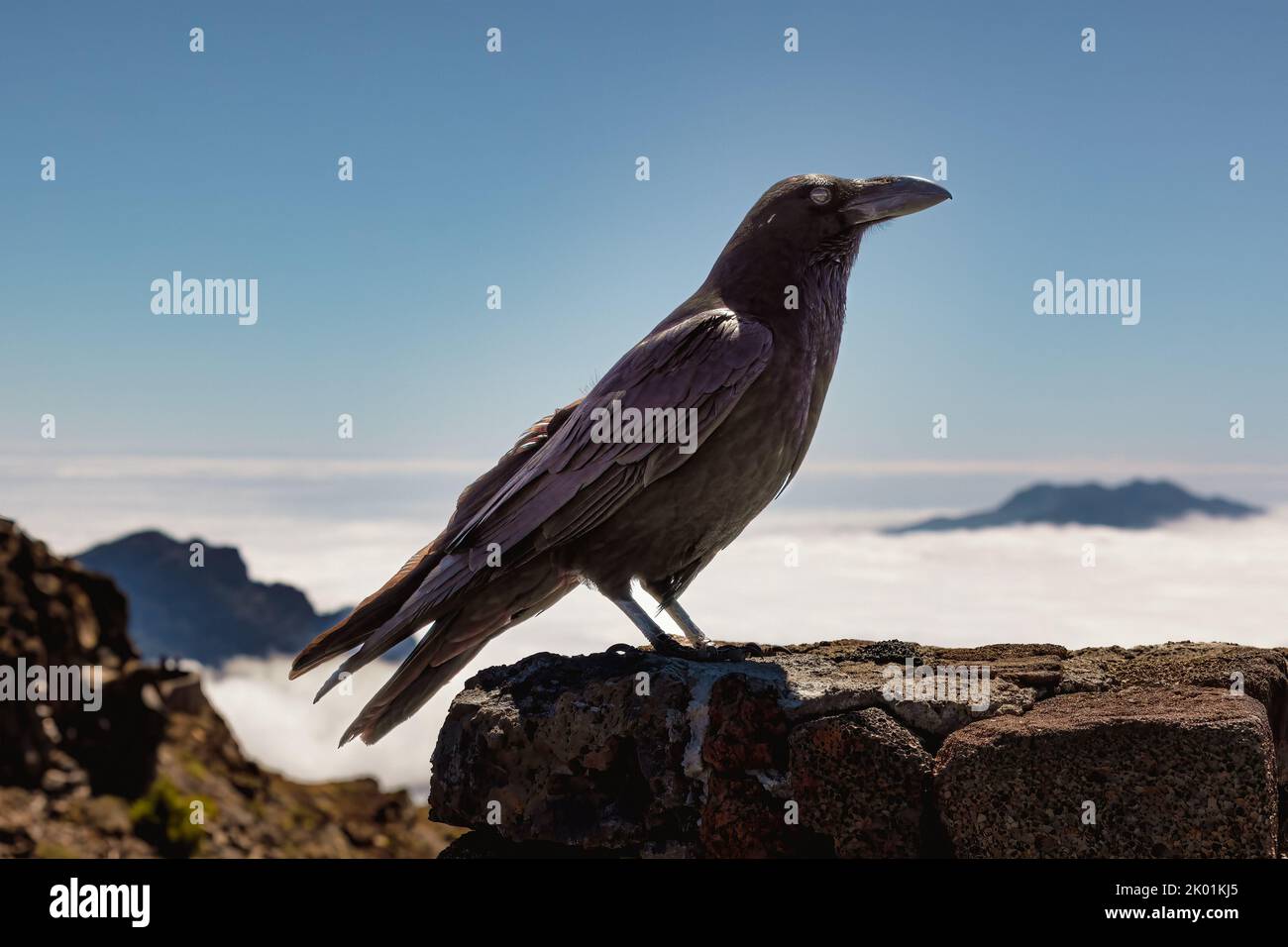 Crow at top of the Roque de los Muchachos viewpoint, La Palma Island, Canary Islands, Spain. Stock Photo