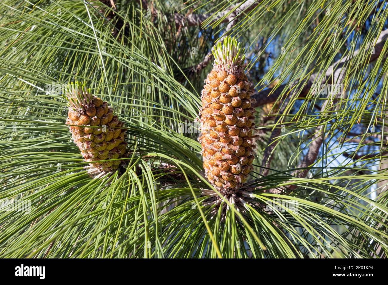 Pine tree with pine cone and needles Stock Photo