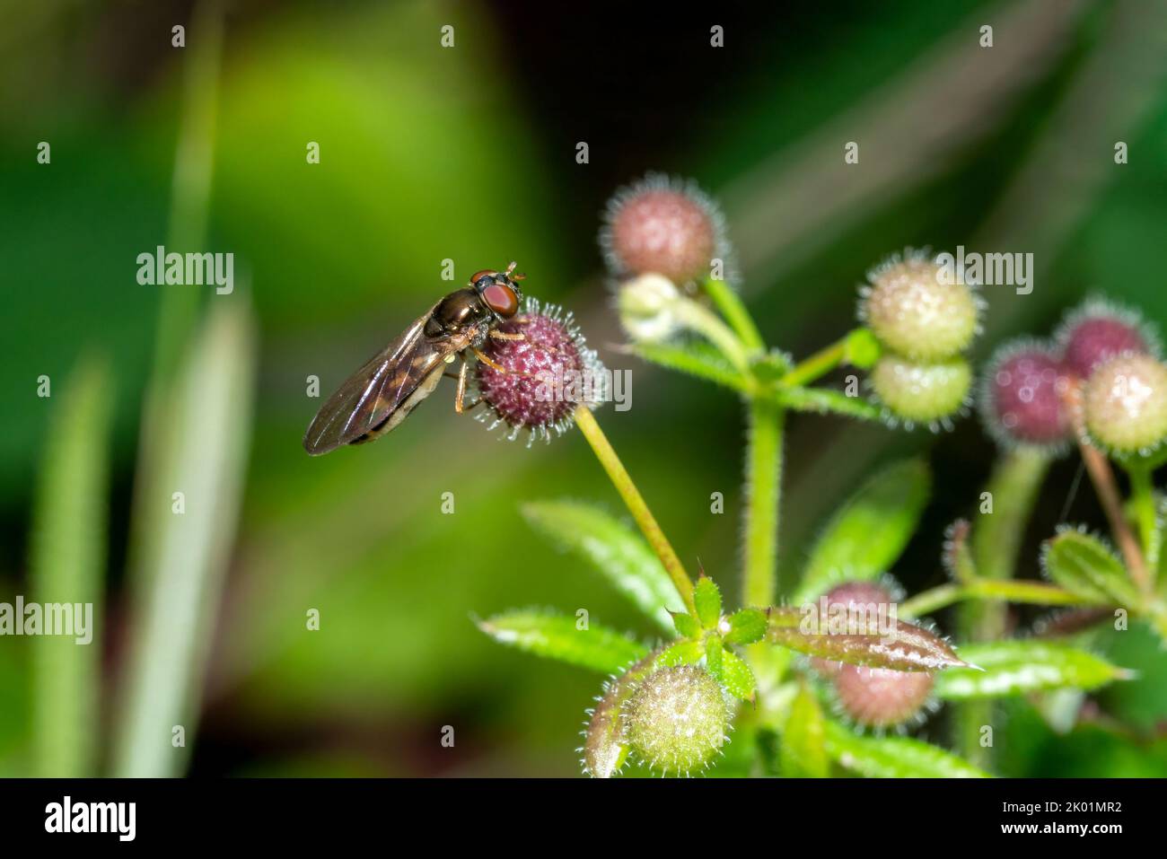Hoverfly (Melanostoma scalare) a common flying insect species found in the UK and commonly known as chequered hoverfly, stock photo image Stock Photo