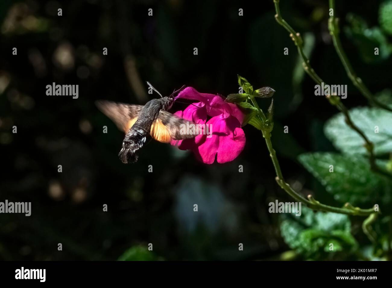 Hummingbird hawk moth ( Macroglossum stellatarum ) which is a common daytime flying insect seen feeding while hovering at a red salvia flower plant, s Stock Photo