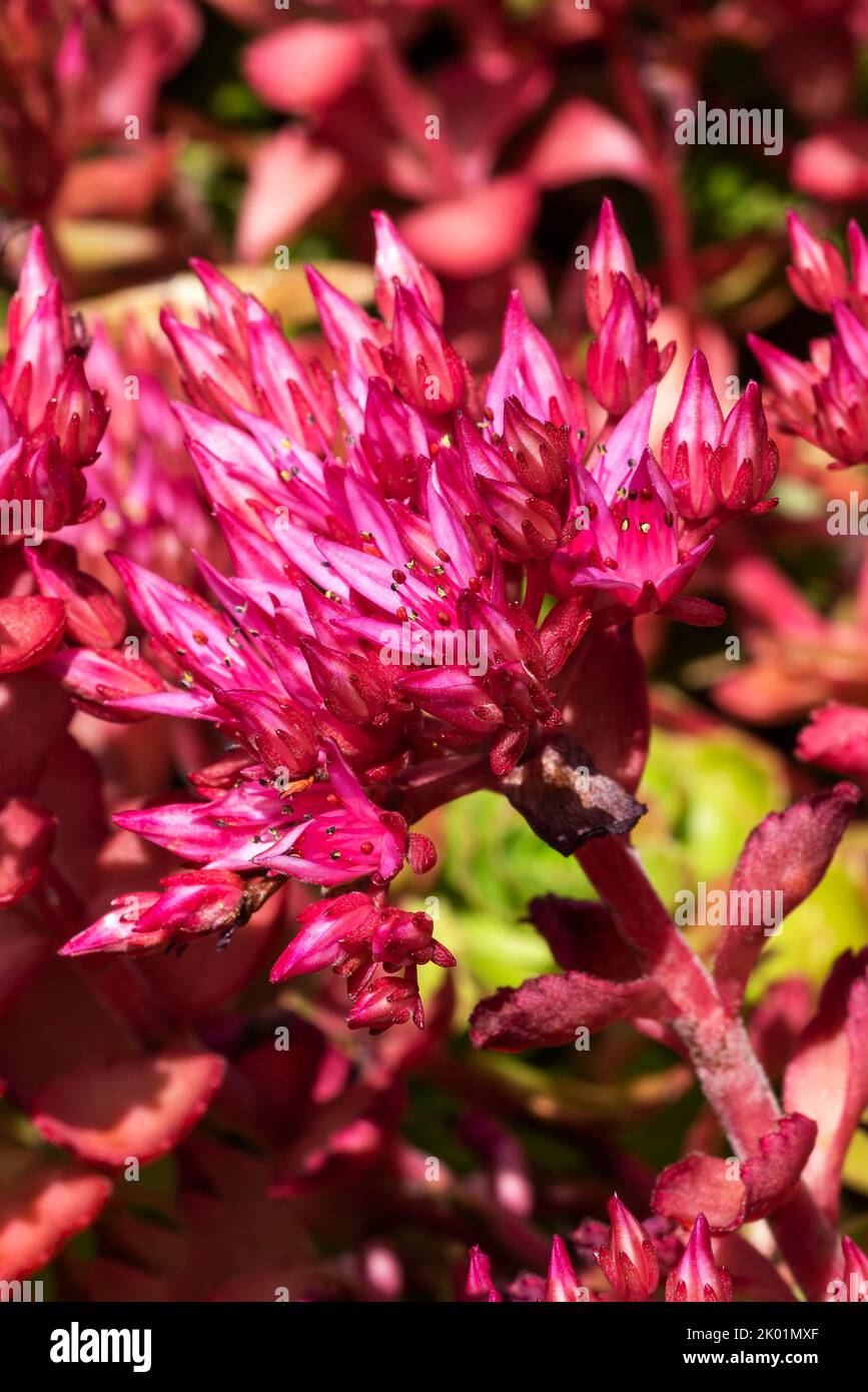 Sedum spurium a summer autumn fall purple perennial flower plant commonly known as Caucasian stonecrop, stock photo image Stock Photo