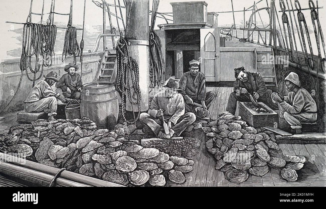 Opening oyster shells on board a pearling schooler. Stock Photo