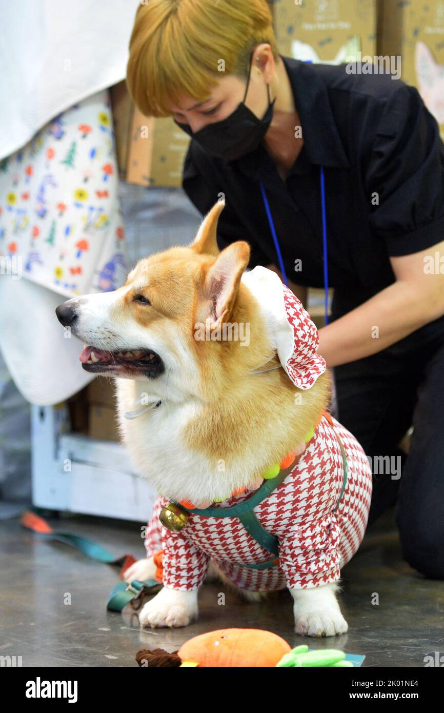 Bangkok, Thailand. 8th Sep, 2022. A pet dog is seen during the 2022 Pet Expo Thailand in Bangkok