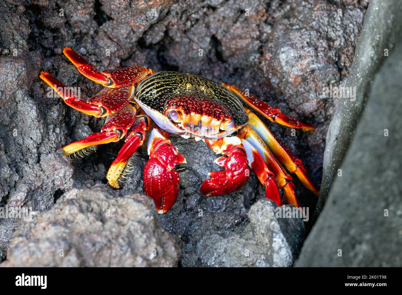 Red crab - Grapsus adscensionis - at rocky coast of La Palma, Canary Islands, Spain Stock Photo