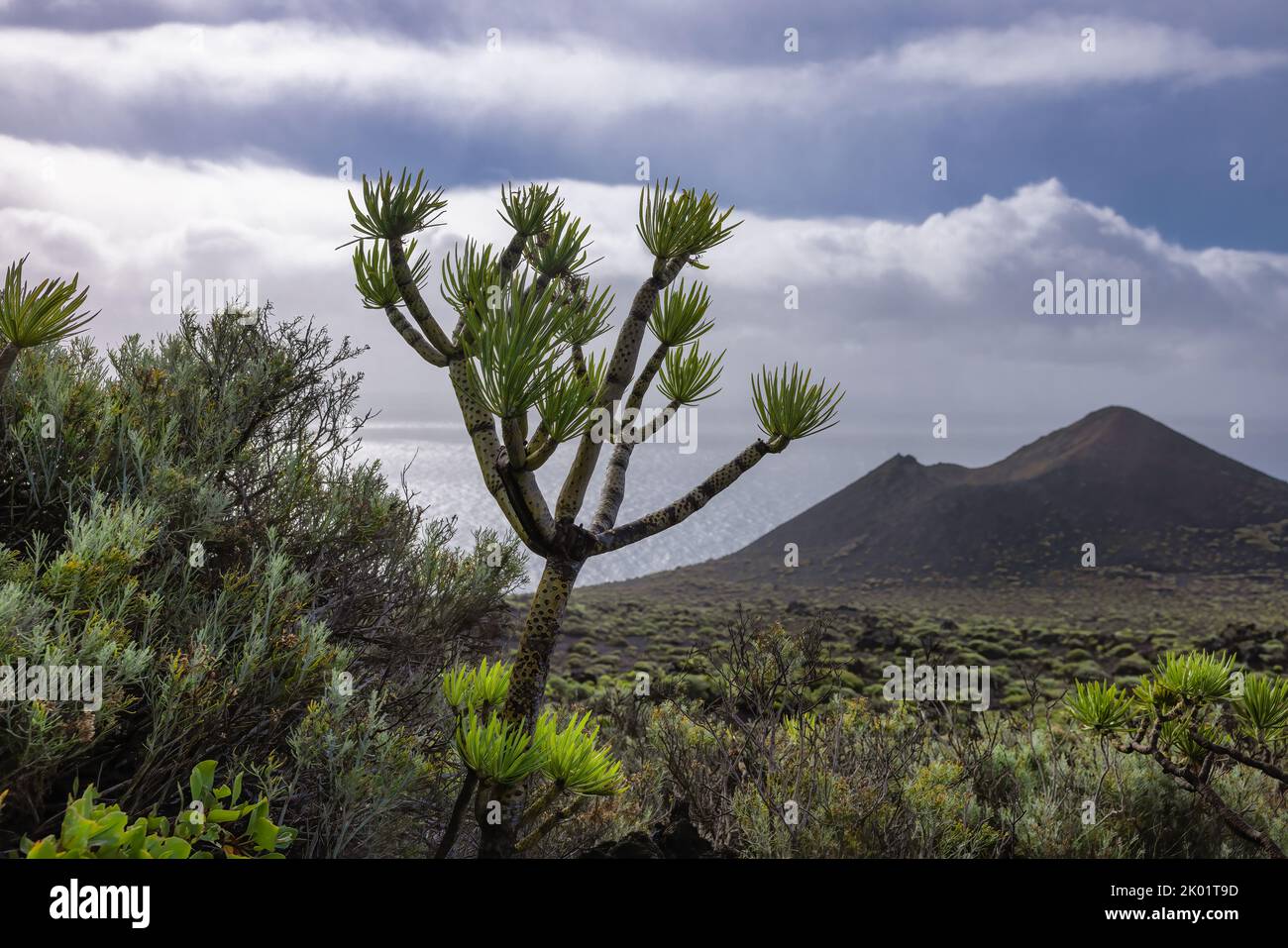 Dragon tree at Canary Island La Palma near volcano Teneguia Stock Photo
