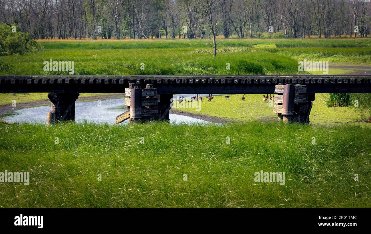 A railroad bridge crosses Collins Marsh while geese walk in the background near Manitowoc, Wisconsin. Stock Photo