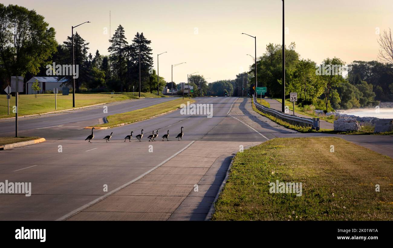 Geese following the leader across a street at sunrise next to Mariners Trail at Manitowoc, Wisconsin. Stock Photo