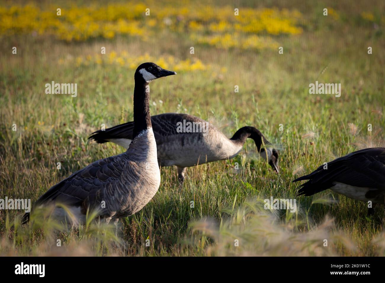 One goose is on guard while the others graze in a field at Two Rivers, Wisconsin. Stock Photo