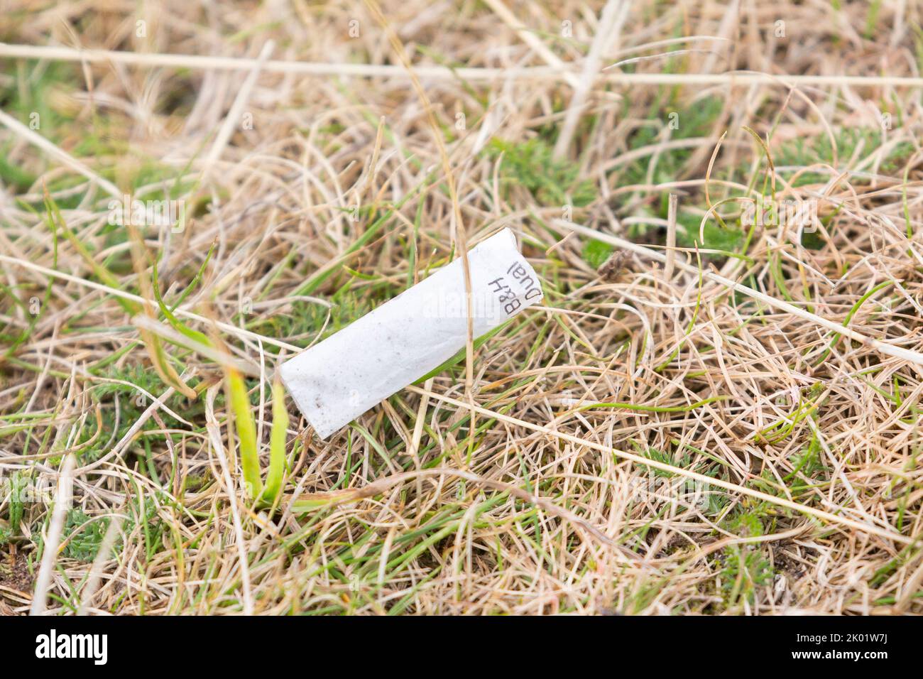 Discarded cigarette butt left on dry parched grassland in a UK park. Stock Photo