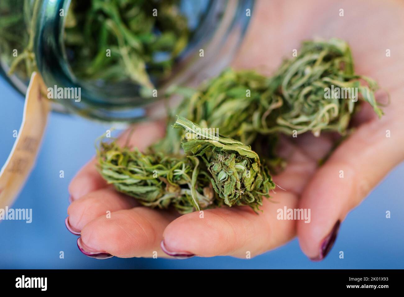 Dried and trimmed weed, marijuana or cannabis buds stored in a glass jar and big buds in a hand of Caucasian girl in a coffee shop for sale Stock Photo