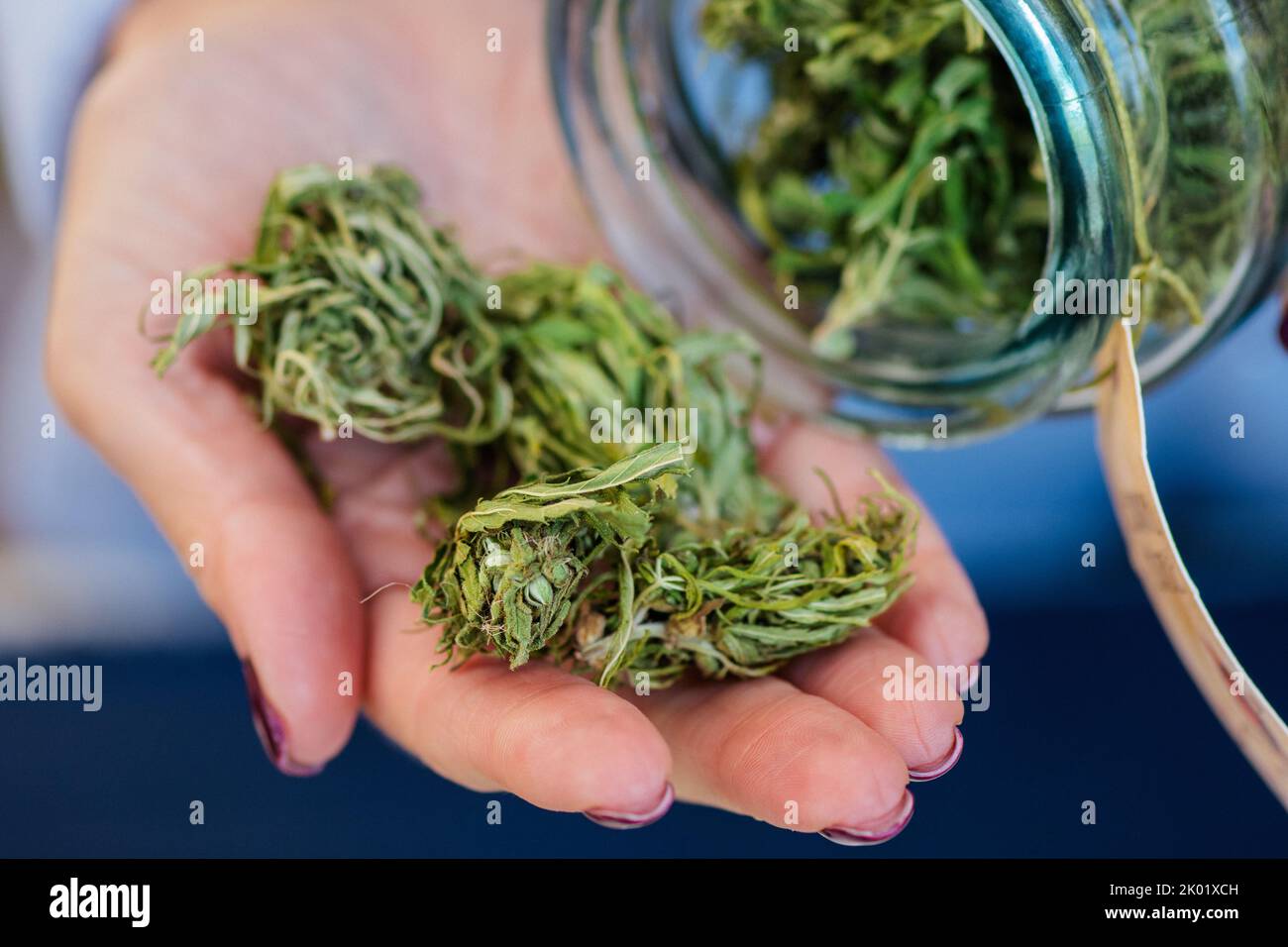 Dried and trimmed weed, marijuana or cannabis buds stored in a glass jar and big buds in a hand of Caucasian girl in a coffee shop for sale Stock Photo