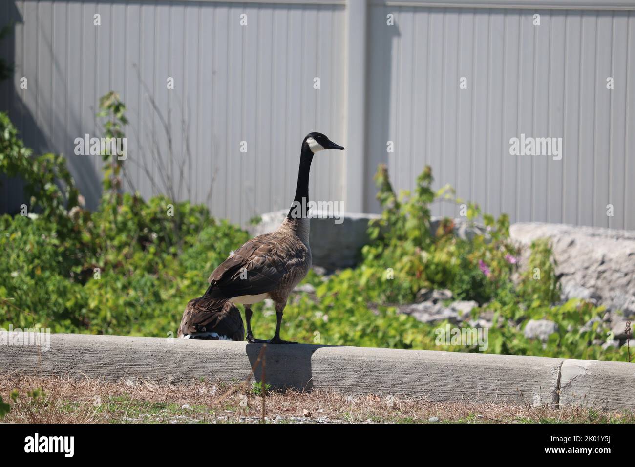 A Canada goose (Branta canadensis) on a curb Stock Photo