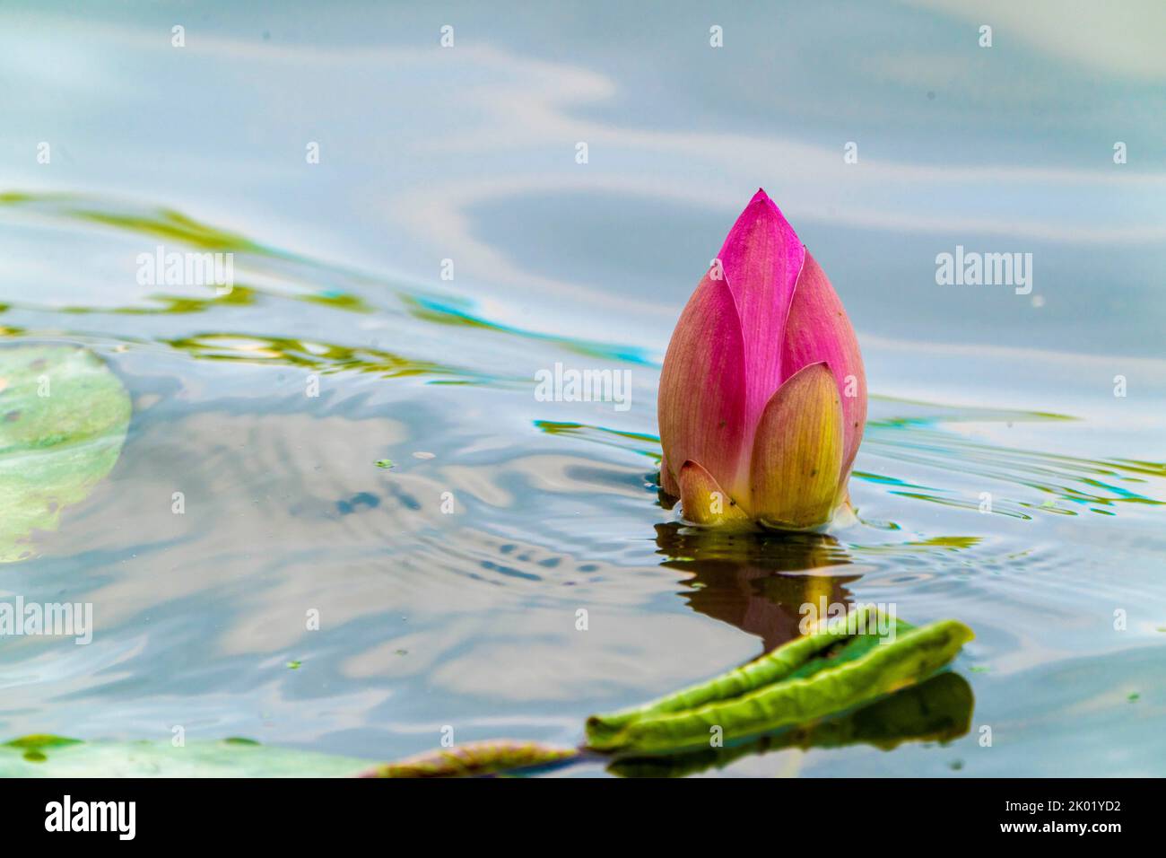 Cocoon on water surface hi res stock photography and images Alamy