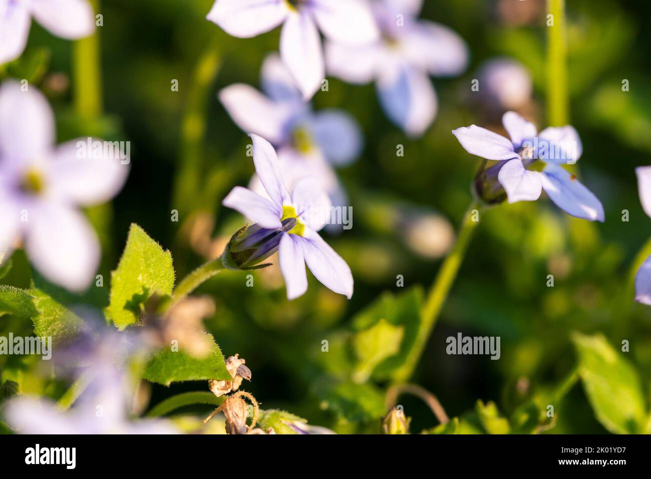 A closeup shot of the Isotoma fluviatilis flowers in the garden under sunlight Stock Photo