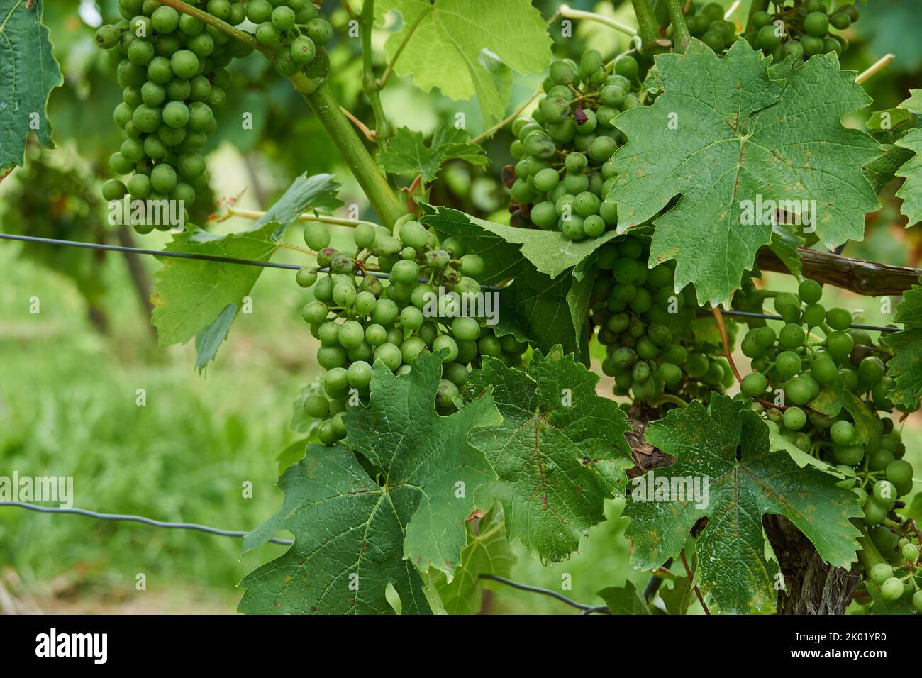 Vineyard francs - Weinberg Franken Stock Photo