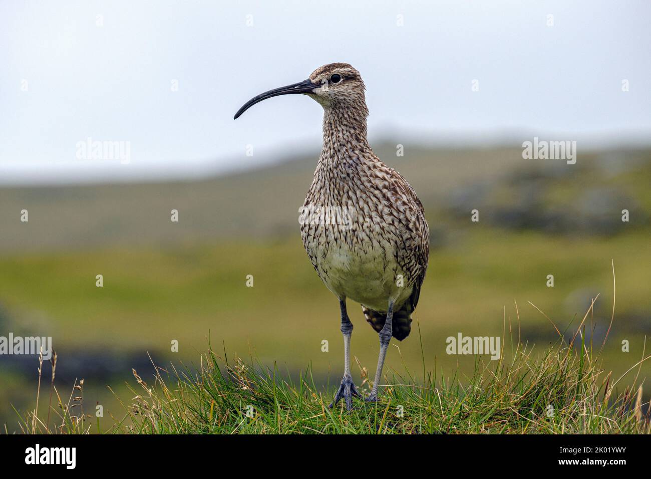 Curlew at Dyrholaey, near Vik, Iceland Stock Photo