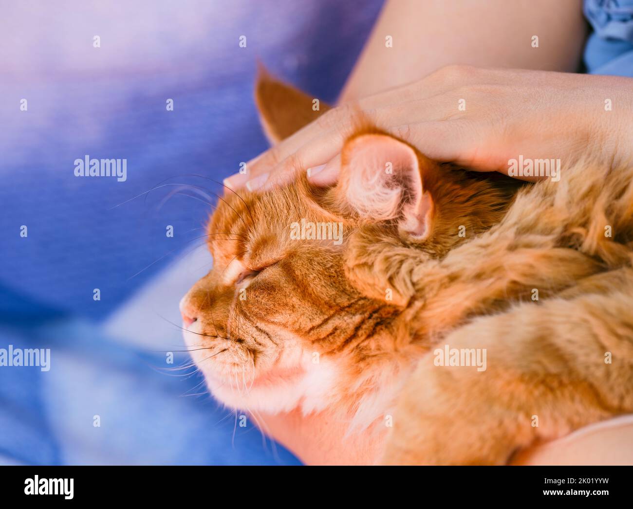 A ginger maine coon cat sleeping in a woman arms and being petted by her Stock Photo