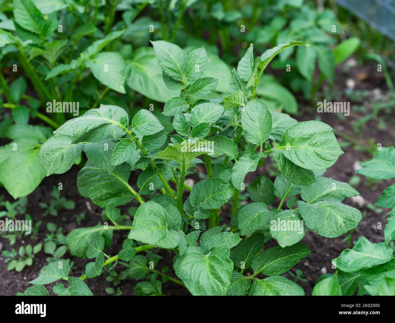 A close-up shot a potato plant growing  in a vegetable garden Stock Photo