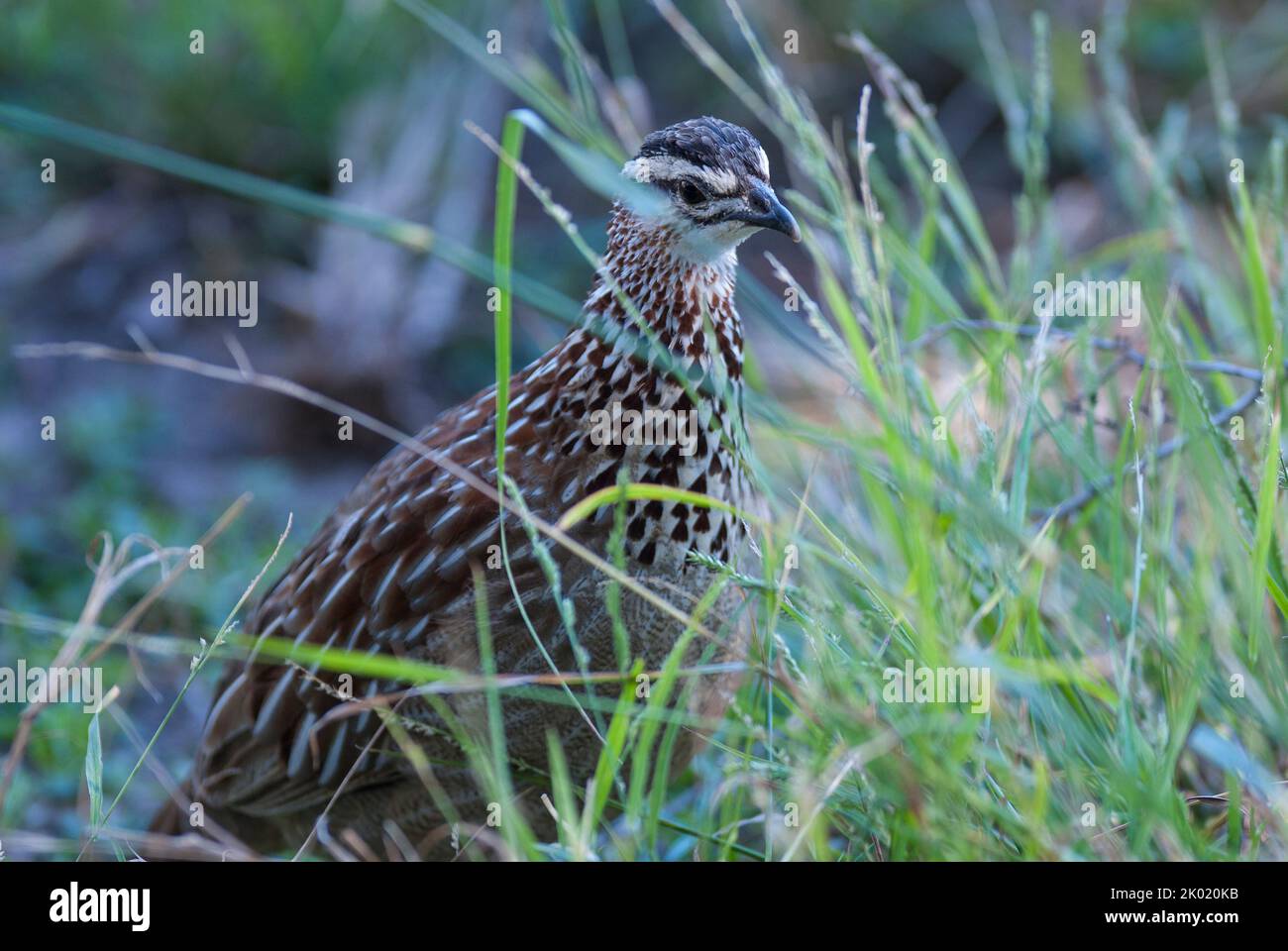 Common quail.Kruger National Parck Stock Photo